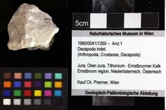 Foto (Objket + Etiketten) von Decapoda indet. 